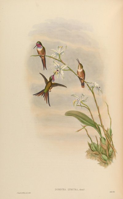 Doricha lyrura = Calliphlox evelynae door John Gould